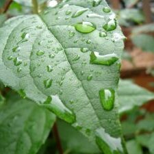 39062_10150222687345472_6534173_n-640x480 Dew Leaf